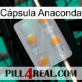 Cápsula Anaconda 24